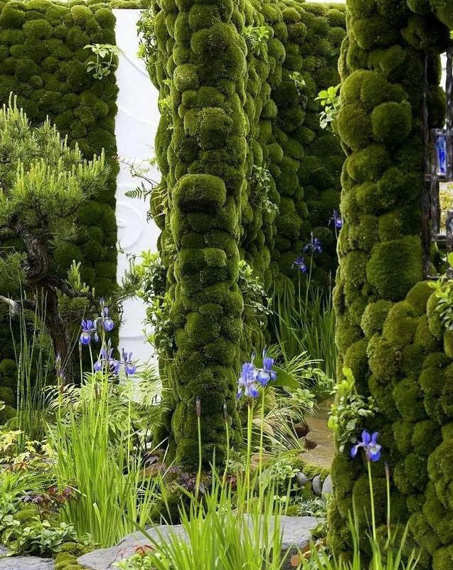 Immortal Moss Immortal Moss